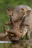 Pique-bœuf à bec rouge (Buphagus erythrorhynchus) sur une Phacochère commun (Phacochoerus africanus) buvant. Zimanga Private Game Reserve, domaine de Mkuze. KwaZulu Natal. Afrique du Sud