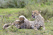 Cheetah (Acinonyx jubatus) female and cubs. Ngorongoro Conservation Area (NCA). Tanzania