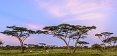 Thomson's gazelle (Eudorcas thomsonii) and Umbrella thorn acacia, also known as umbrella thorn and Israeli babool (Vachellia tortilis, prev Acacia tortilis) at Sunset. Ngorongoro Conservation Area (NCA). Tanzania