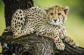 Cheetah (Acinonyx jubatus). Phinda / Munyawana / Zuka Game Reserve. KwaZulu Natal. South Africa