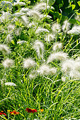 Pennisetum villosum, Ammi visnaga