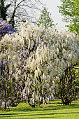Wisteria formosa, Wisteria sinensis 'Flore Pleno'