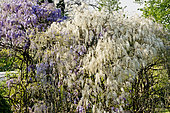 Wisteria formosa, Wisteria sinensis 'Flore Pleno'