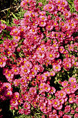Aster novae-angliae 'Alma Pötschke'