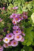 Aster novae-angliae 'Barr's Pink'
