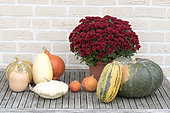 Harvest of various squash in an organic kitchen garden and chrysanthemum, autumn, Pas de Calais, France