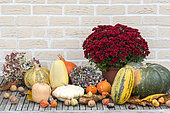 Harvest of various squash in an organic kitchen garden and chrysanthemum, autumn, Pas de Calais, France