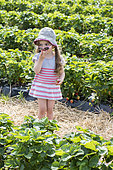 Girl eating strawberries in the middle of a field of strawberries, spring, Pas de Calais, France