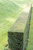Hedge of freshly cut cypress, autumn, Somme, France