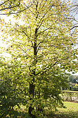 Noisetier de Byzance (Corylus colurna), automne, Somme, France