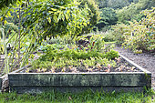 Vegetables in a vegetable patch, autumn, Somme, France