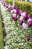 Border of tulips in a garden, spring, Pas de Calais, France