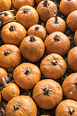 Pumpkin harvest in a garden, autumn, Germany