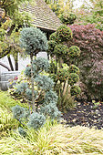 Cypress Topiaries in a garden, autumn, Germany