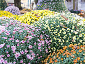 Chrysanthemum multicolored in pot, autumn, Germany