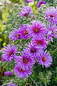 Aster novae-angliae 'Rubra Praecox'