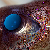 Eye of Jewel Squid (Histioteuthis eltaninae), Kerguelen