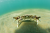 Crab defending territory, UNESCO Natural World Heritage Site, Golfo Nuevo, Peninsula Valdes, Chubut, Patagonia, Argentina, Atlantic Ocean