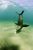 South American sea lion, Otaria flavescens, interestd by a crab, UNESCO Natural World Heritage Site, Golfo Nuevo, Peninsula Valdes, Chubut, Patagonia, Argentina, Atlantic Ocean