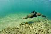 South American sea lion, Otaria flavescens, UNESCO Natural World Heritage Site, Golfo Nuevo, Peninsula Valdes, Chubut, Patagonia, Argentina, Atlantic Ocean