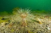 Tube anemone, UNESCO Natural World Heritage Site, Puerto Piramides, Golfo Nuevo, Peninsula Valdes, Chubut, Patagonia, Argentina, Atlantic Ocean