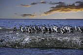 Imperial Shag, Phalacrocorax atriceps or Blue-eyed Cormorant at Sunset, Puerto Piramides, UNESCO Natural World Heritage Site, Golfo Nuevo, Peninsula Valdes, Chubut, Patagonia, Argentina, Atlantic Ocean