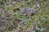 Ungava collared lemming or Labrador collared lemming (Dicrostonyx hudsonius) on tundra, Nunavik, Quebec, Canada