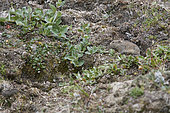 Ungava collared lemming or Labrador collared lemming (Dicrostonyx hudsonius) on tundra, Nunavik, Quebec, Canada