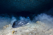 Blotched fantail ray (Taeniura meyeni) and diver in an underwater cave, Mayotte, Indian Ocean