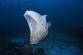 Reef manta ray (Mobula alfredi) with the tip of its wing eaten by a shark, Mayotte, Indian Ocean