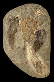 Confuciusornis spp. fossil, genus of primitive crow-sized birds from the Early Cretaceous Yixian and Jiufotang Formations of China, dating from 125 to 120 million years ago
