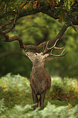 red deer (Cervus elaphus), Stag during rut, smelling scent markings on branch, England, U.K.