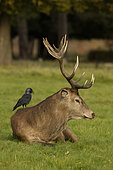 Jackdaw (Corvus monedula), feeding on ticks and other invertebrates on red deer stag (Cervus elaphus), England, UK