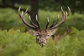 Red deer (Cervus elaphus), Stag during rut, England, U.K.