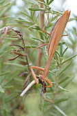 European Mantis, Praying Mantis (Mantis religiosa) female eating a lizard on a Rosemary branch in a garden, Entre-deux-Mers, Gironde, New Aquitaine, France.