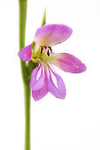 Field gladiolus (Gladiolus italicus) on white background, Drome, France