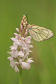 Black-veined white (Aporia crataegi) male on Heath Spotted-orchid (Dactylorhiza maculata) in a bog in spring, Allier, Auvergne, France