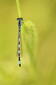 Southern Damselfly (Coenagrion mercuriale) male on a stalk in a humid area of the bocage bourbonnais, Auvergne, France
