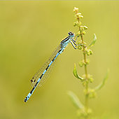 Southern Damselfly (Coenagrion mercuriale) on a flowering stalk in a humid area of the bocage bourbonnais, Auvergne, France