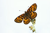 Heath Fritillary (Mellicta athalia) on a poaceae in a humid meadow in summer, Bocage Bourbonnais, Allier, Auvergne, France