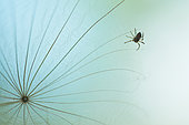 Petite Epeire diadème (Araneus diadematus) suspendue à des akènes de Salsifis des prés (Tragopogon pratensis) un soir de printemps dans mon jardin sauvage, Auvergne, France