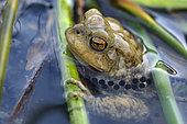 Common Toad (Bufo bufo) male surrounded by eggs in rosaries in the reed bed of a large pond in the bocage bourbonnais in the month of March in breeding season, Allier 03, Auvergne, France