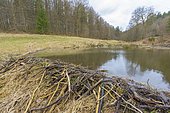 European beaver (Castor fiber) dam in spring, Spessart, Bavaria, Germany