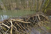 European beaver (Castor fiber) dam in spring, Spessart, Bavaria, Germany