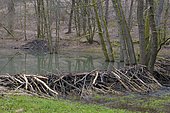 European beaver (Castor fiber) dam in spring, Spessart, Bavaria, Germany