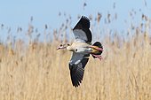 Egyptian Goose (Alopochen aegyptiaca) in flight in spring, Hesse, Germany