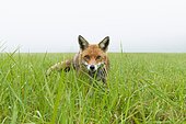 Red Fox (Vulpes vulpes) on a misty meadow in spring, Hesse, Germany