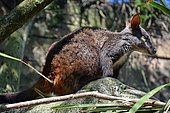 Brush-tailed Rock Wallaby (Petrogale penicillata), Australie