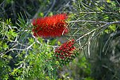 Bottlebrush (Callistemon citrinus), Manly beach, North Head, Sydney Harbour National Park, NSW, Australia