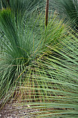 Grass Tree (Xanthorrhoea resinifera), Sydney Harbour National Park, NSW, Australia